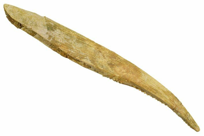 Giant, Fossil Shark (Hybodus) Dorsal Spine - Morocco #353151